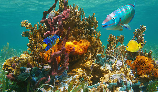 The Intersection of Marine Biology and Medicine: What Caribbean Waters Can Teach Future Doctors